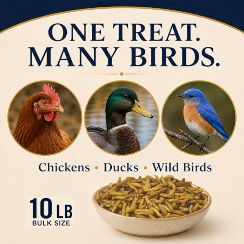 Classic Flock 10LB Dried Black Soldier Fly Larvae for Chickens High Calcium