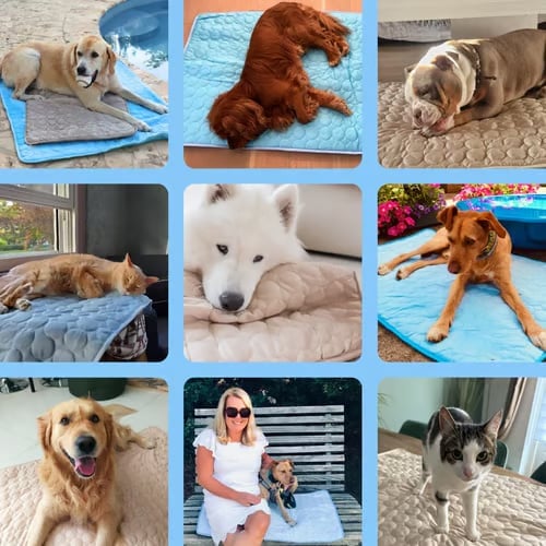 ⏳🔥NUR FÜR BEGRENZTE ZEIT: ! 🐶 Kühlmatte für Hunde – 4-mal effektivere Kühlung für heiße Sommertage ❄️✨